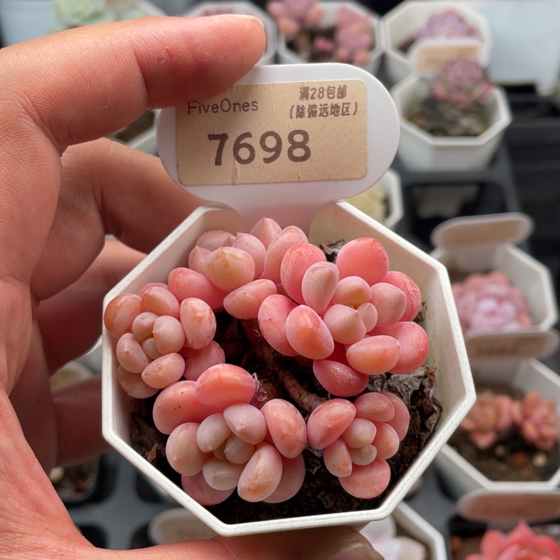 白鹭7698-6.0厘米