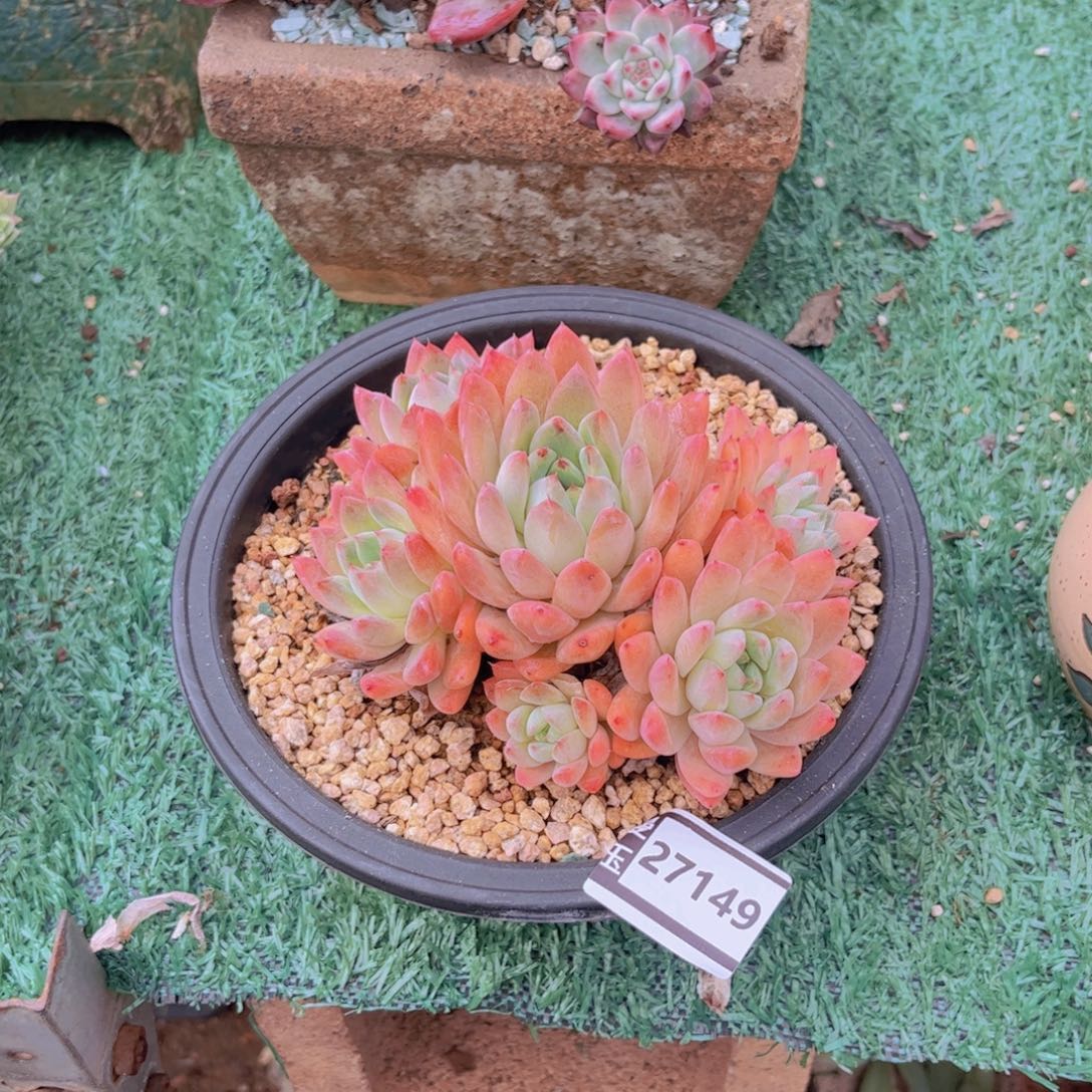 阿尔巴杂多肉植物27149