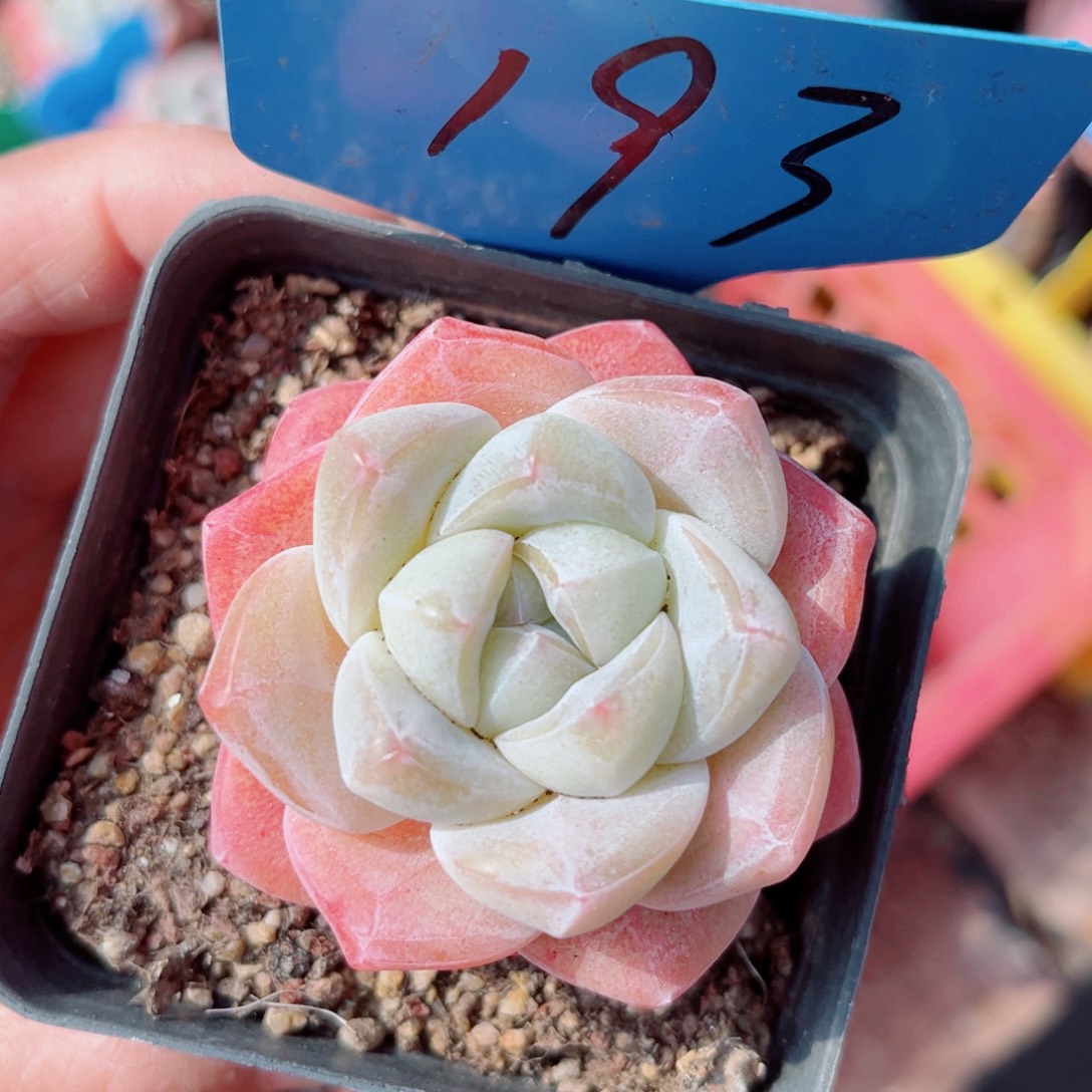 193号小老桩冰玉单头
