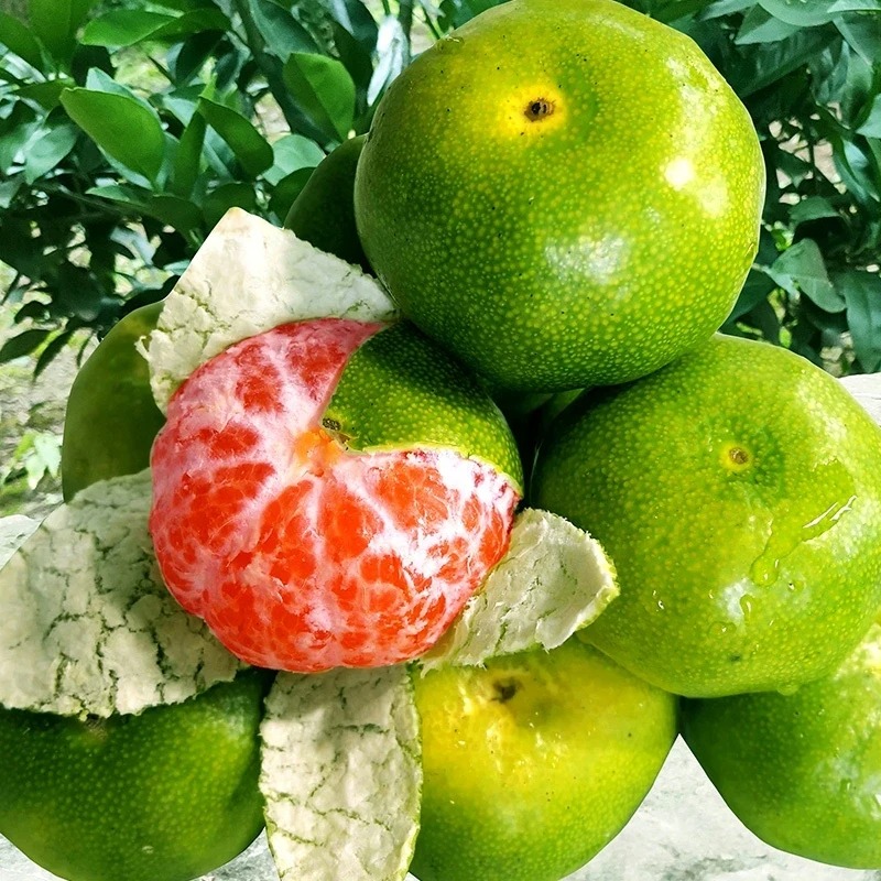 正宗青皮蜜桔嫁接品种无核柑橘南北方可种植盆栽地栽耐寒