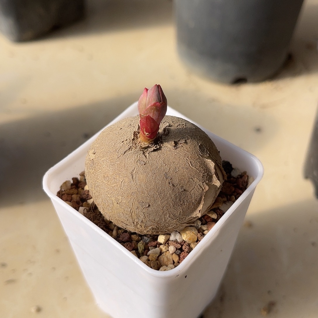 实生玫瑰大戟一物一拍