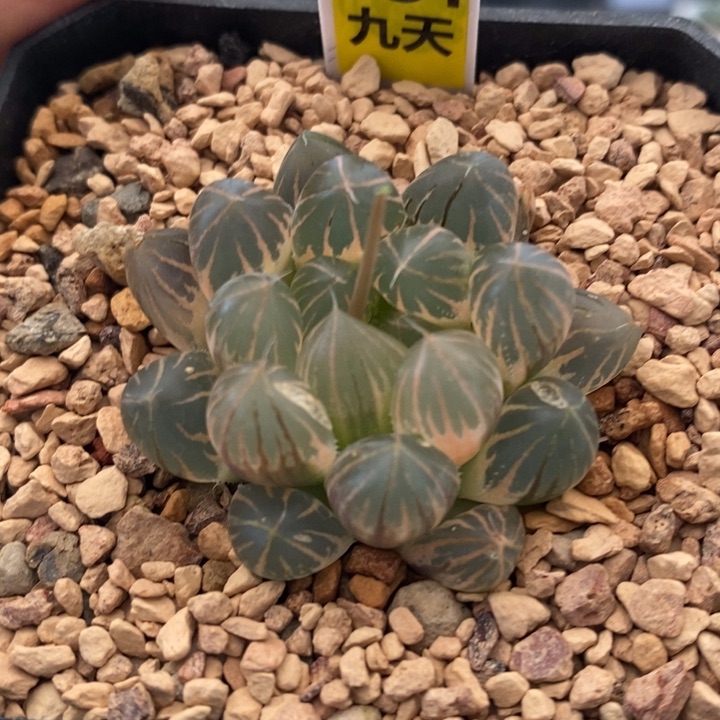 631号糊斑霓虹灯玉露锦带盆