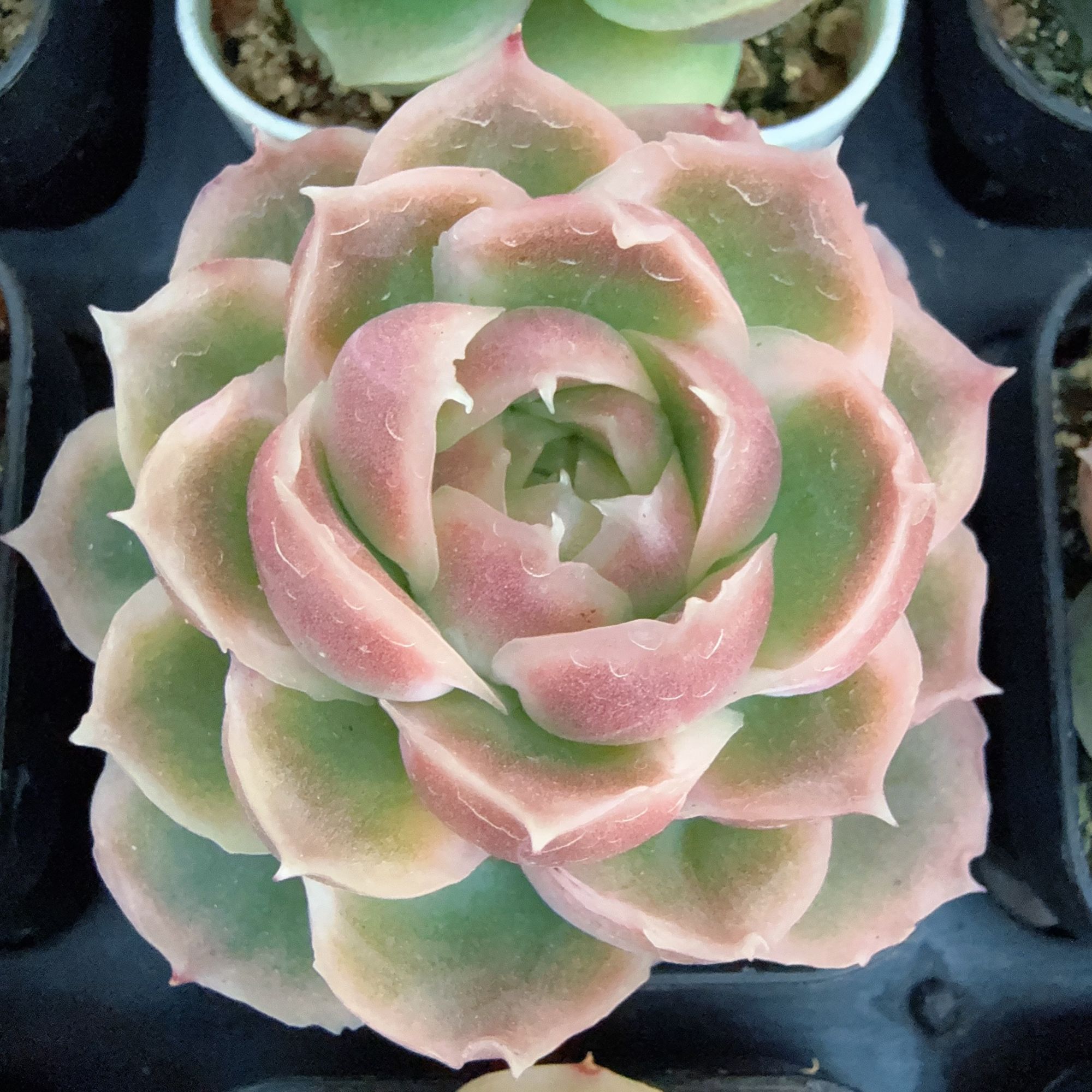 50#M号虾饺单头（3-5cm）带盆土