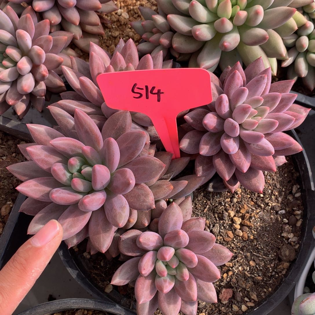 及***乐红蜻蜓6272672723727