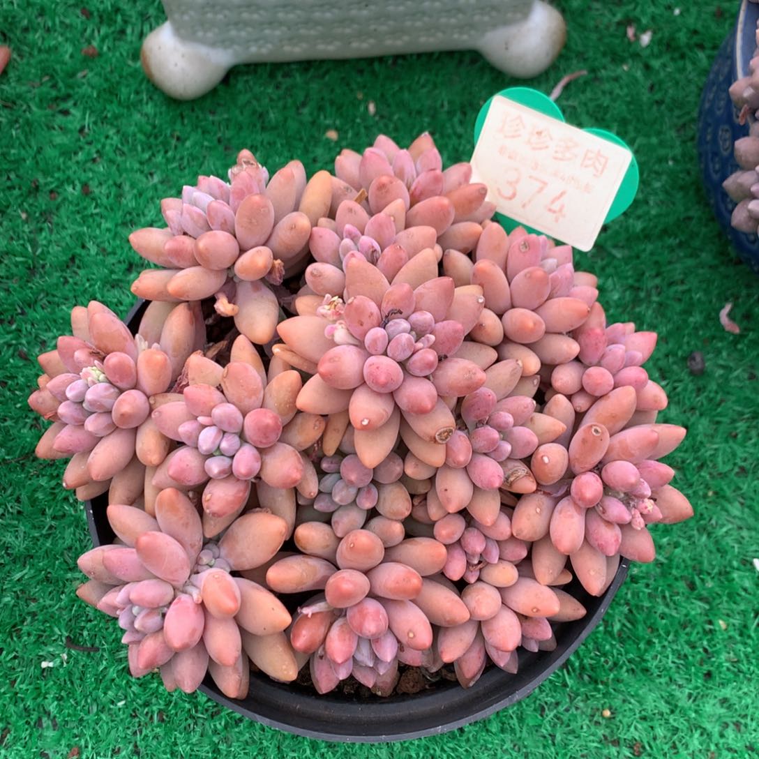 星黛露无砍老桩平头374