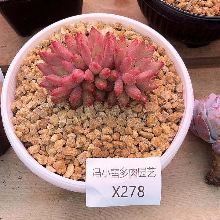 我是第一百个为妖刀应援的阴阳