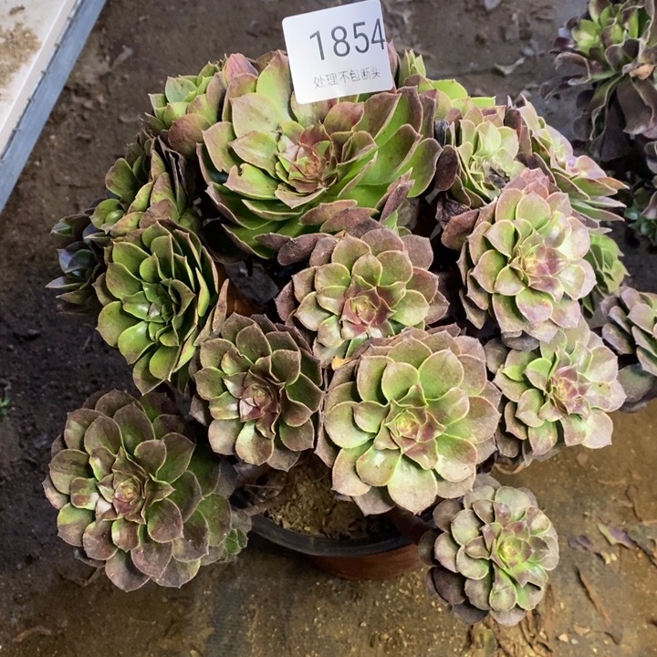 花月夜多肉断头不包1854