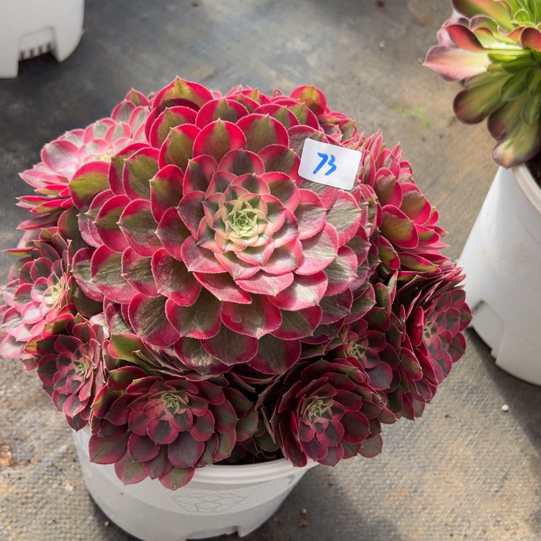 73孔雀翎多肉嘻嘻嘻