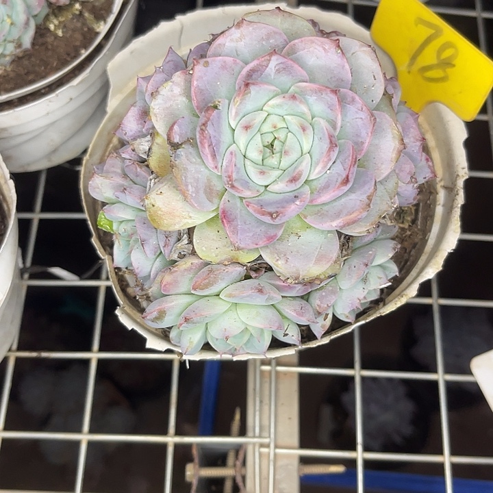 两单包邮，一物一拍78