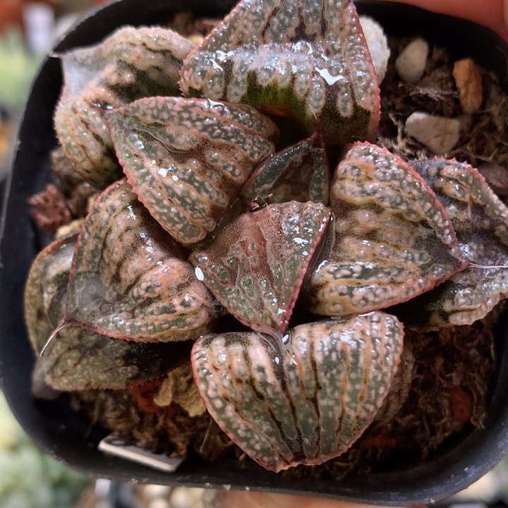 白泽青蟹带盆土发货