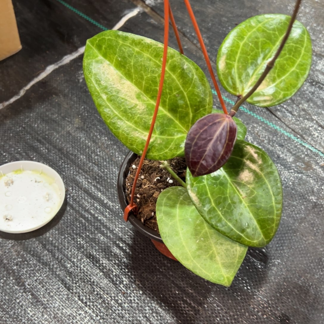 U***e无花朵秘密球兰品种