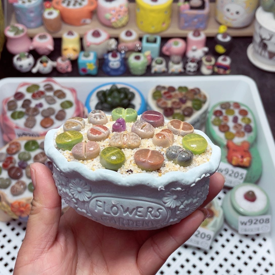 w9210 -带盆土发货，零下地区拍保温箱