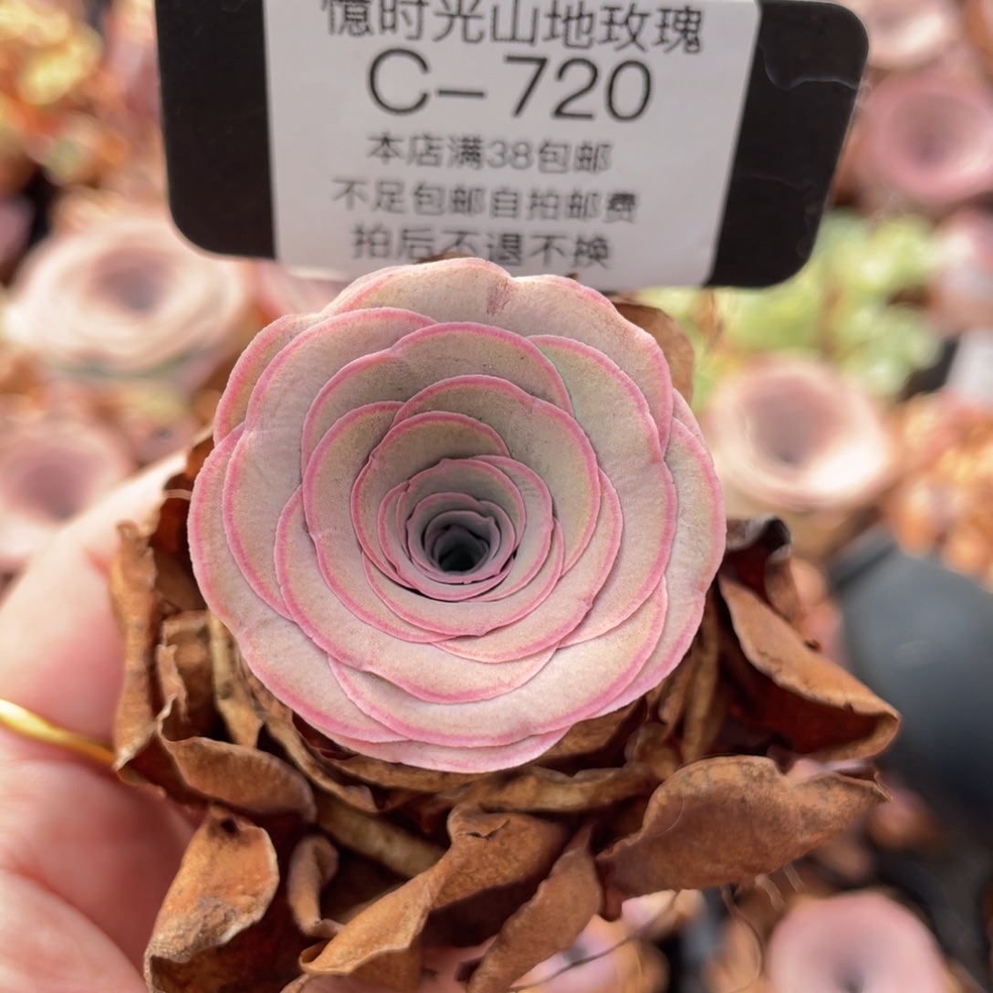 山地玫瑰C720裸根发货断枝不包损不售后