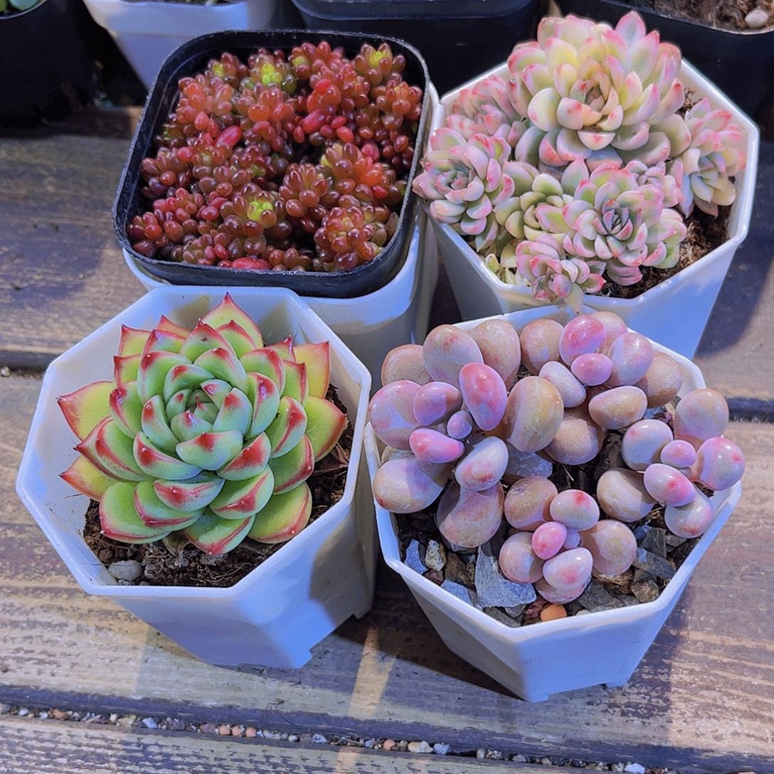 浆果。女雏锦。桃蛋。月亮石