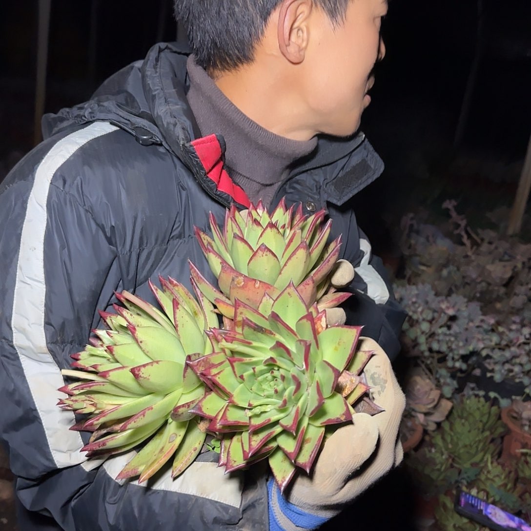 盆栽口红多肉3棵多肉