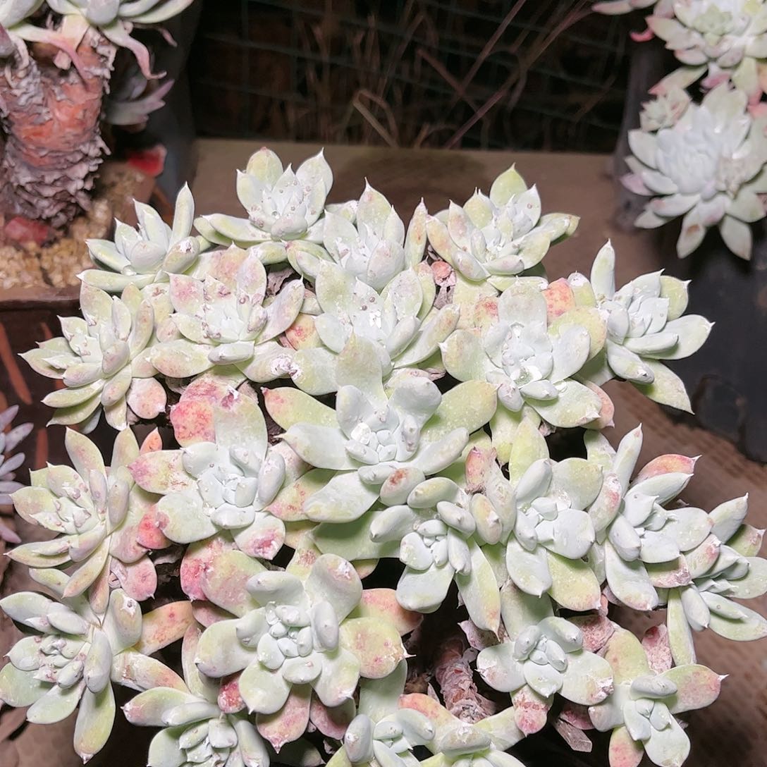 9109苹果拇指仙女杯多肉