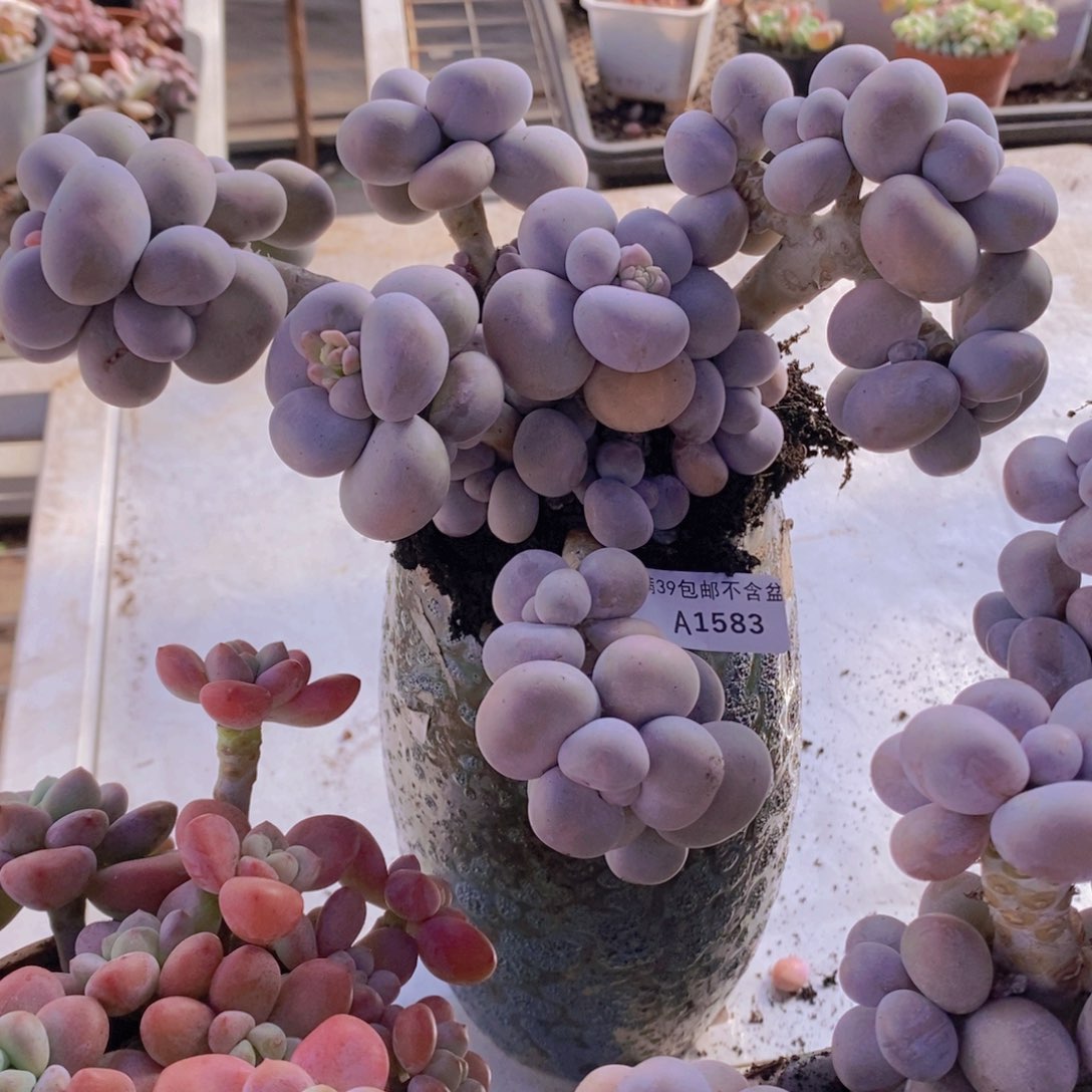 芭比奶洛17cm1583多肉植物