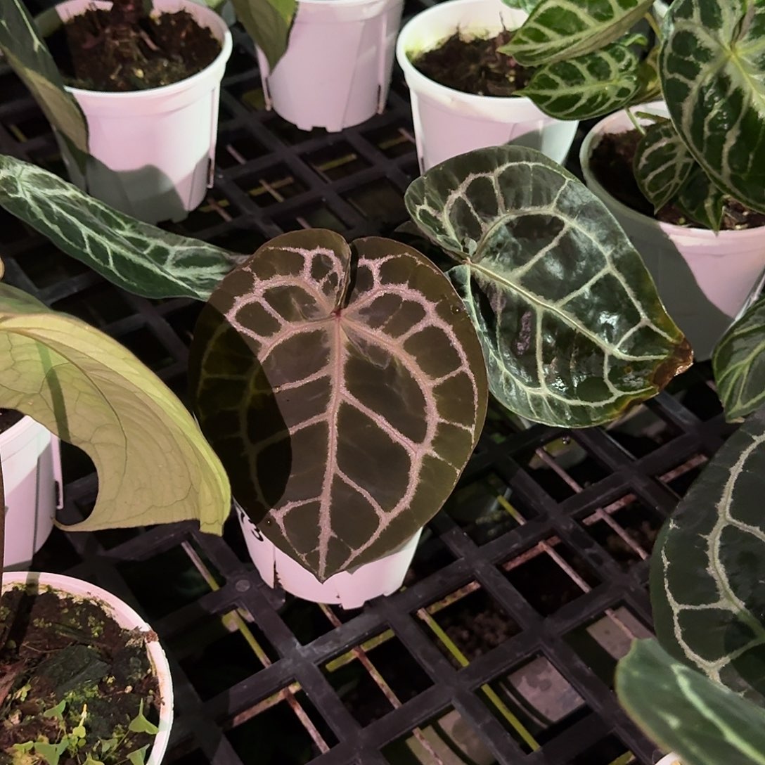 V***n完全开放G03 红同