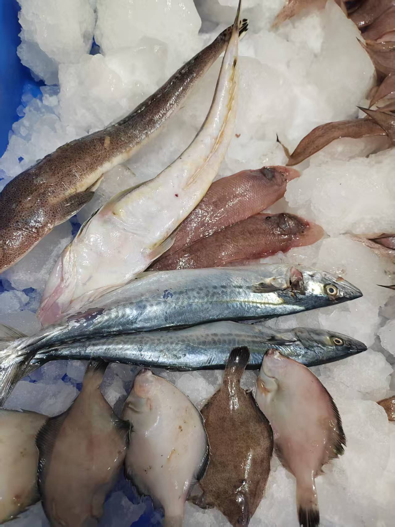 青岛本地小船精品杂鱼