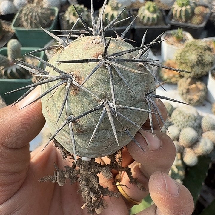 黑狂刺习志野落地生根