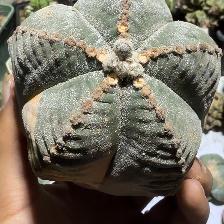 落地生根鸾凤玉仙人球