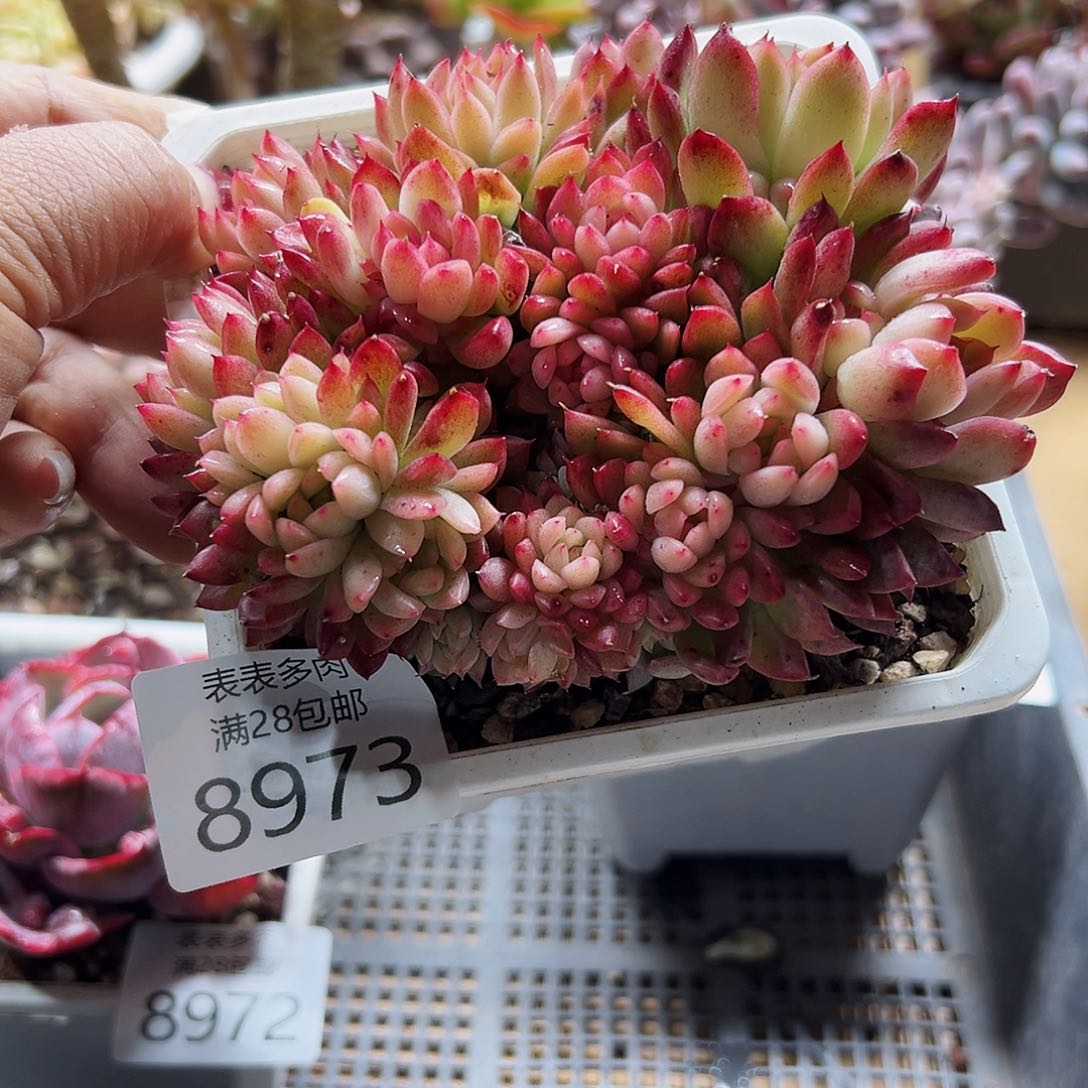 9号多肉一物一拍8973