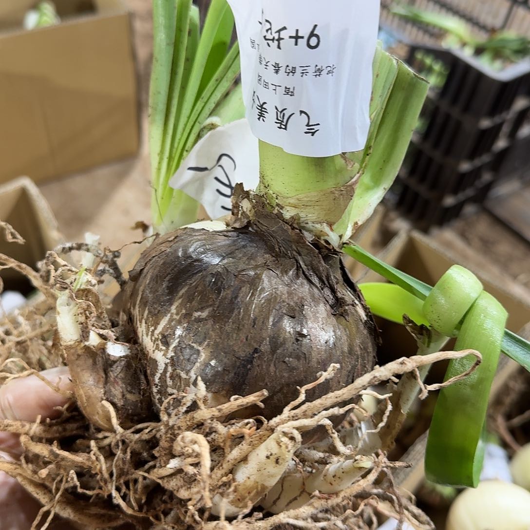 气质美女9+坨子闪购