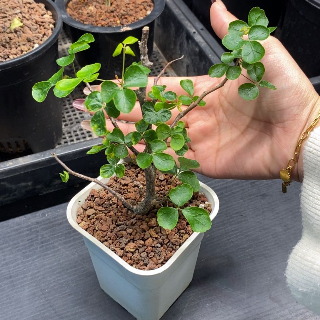 波叶没药扦插带盆