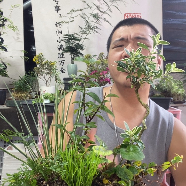 ****!以实际为准盆景绿植盆栽87