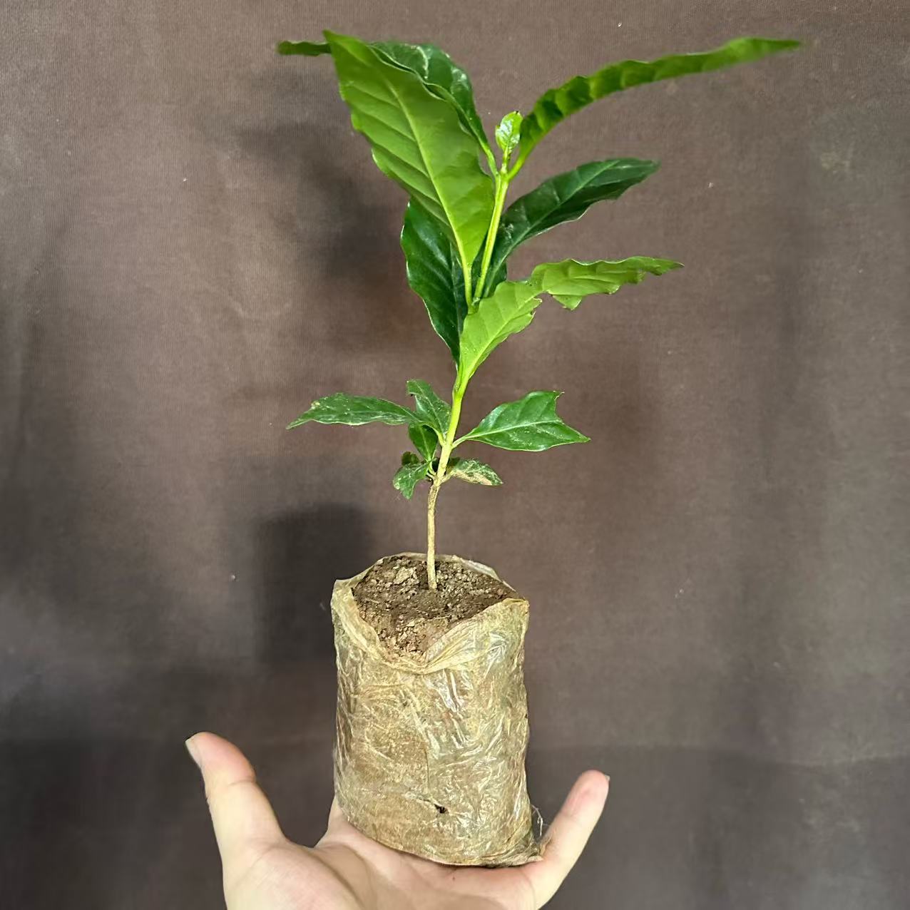 云南保山 萨奇姆