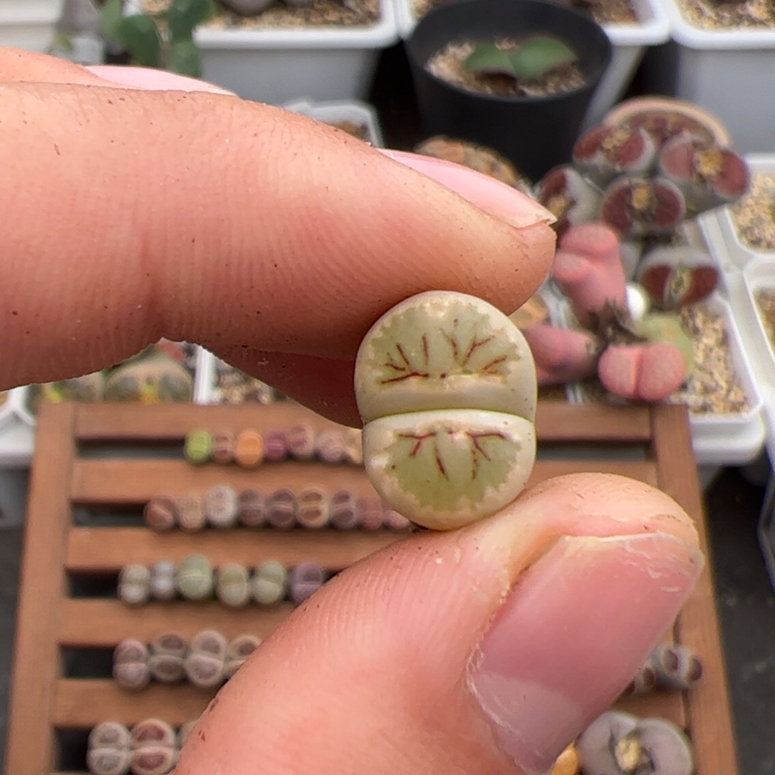 叉***ᐉ0383号菊 多肉植物