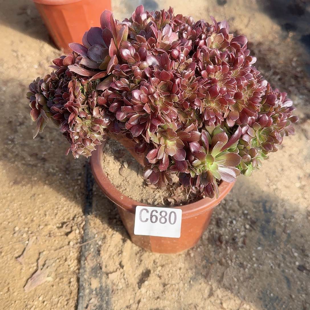 680玫瑰朵朵一颗呀呀