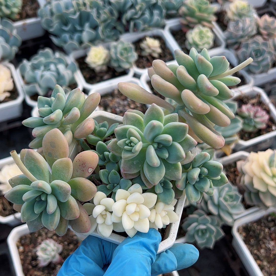 雪酪蛋糕锦，阴阳锦