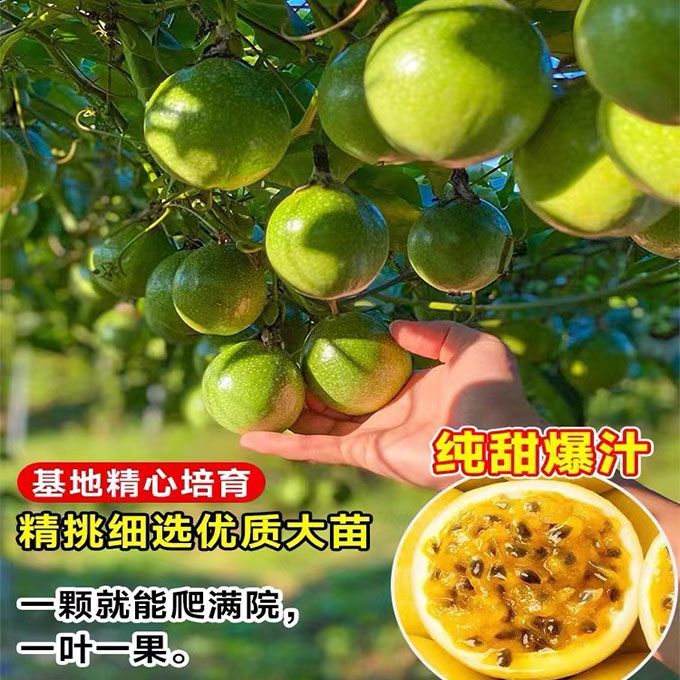 【种植三个月结果】新品种结果快黄金九号百香果苗树纯甜百香果苗