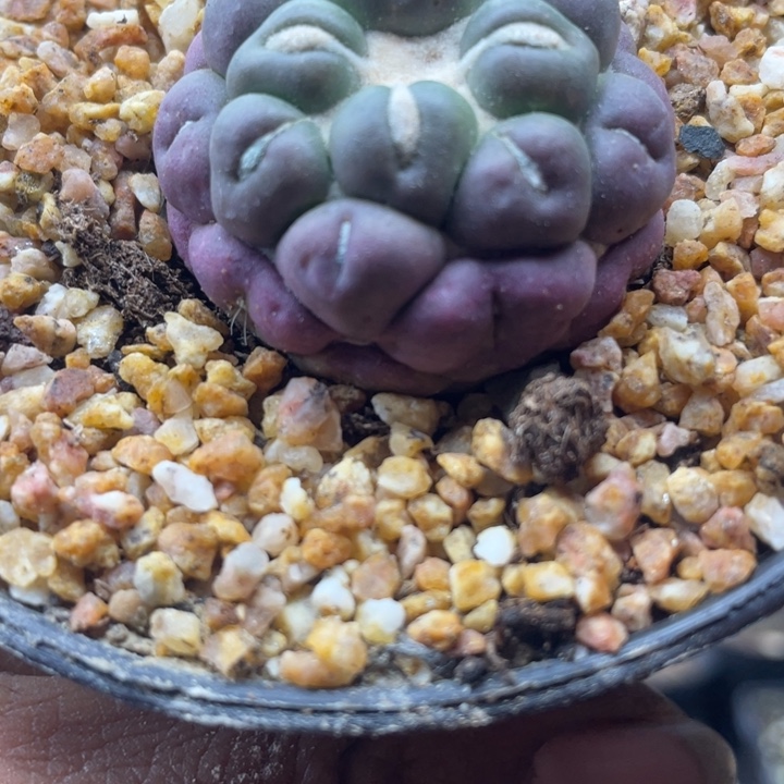 无刺象牙一单包邮