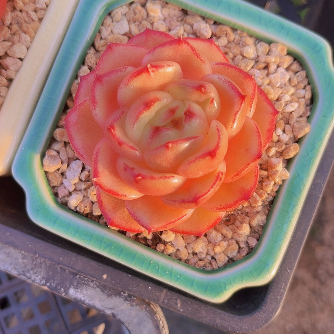 安可6.5公分99889888888