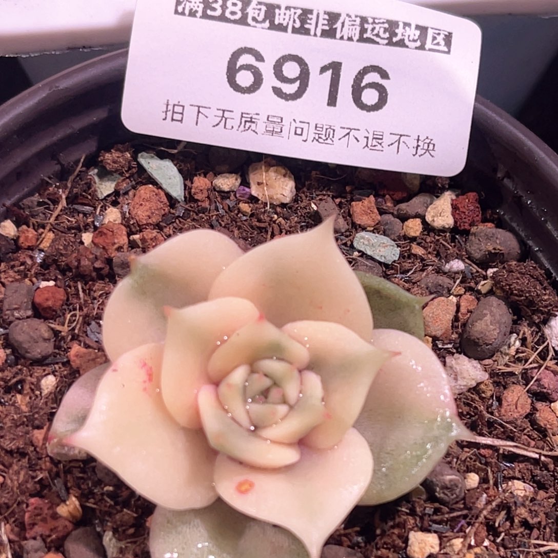 多肉特价贝加尔湖锦有须根6916