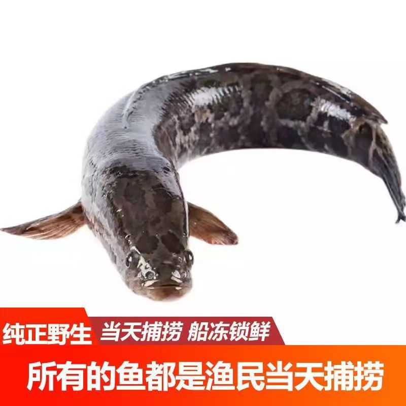微山湖野生黑鱼乌鱼淡水鱼活鱼先杀整条新鲜真空包邮去内脏冷链
