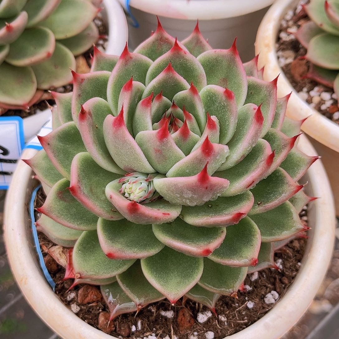 托斯卡11公分999999999999