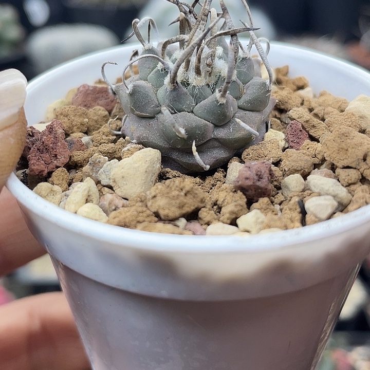 实生娇丽一颗包邮