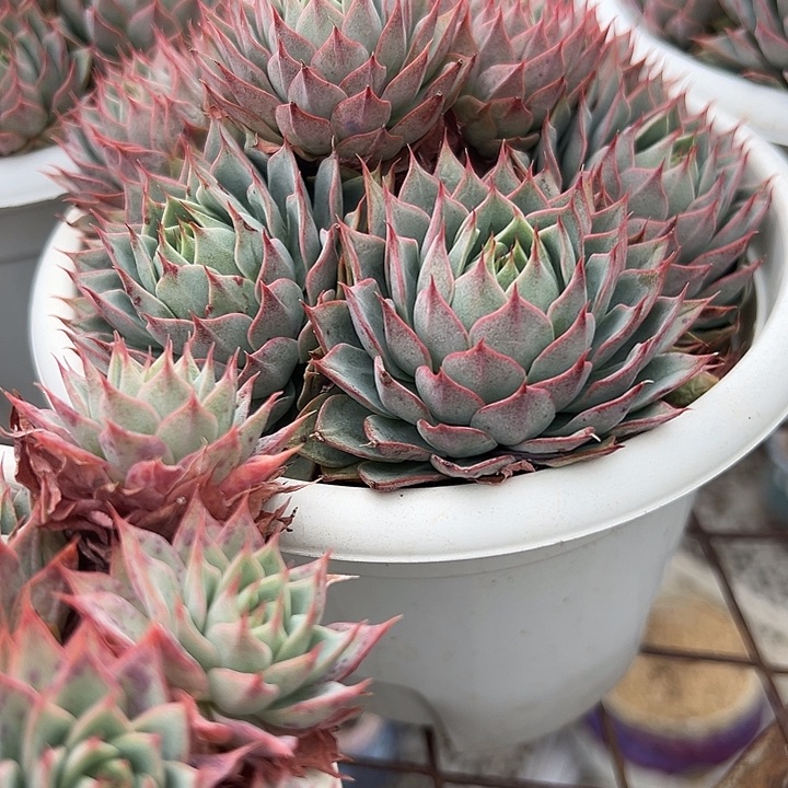 21林杰安娜一个脱土多肉