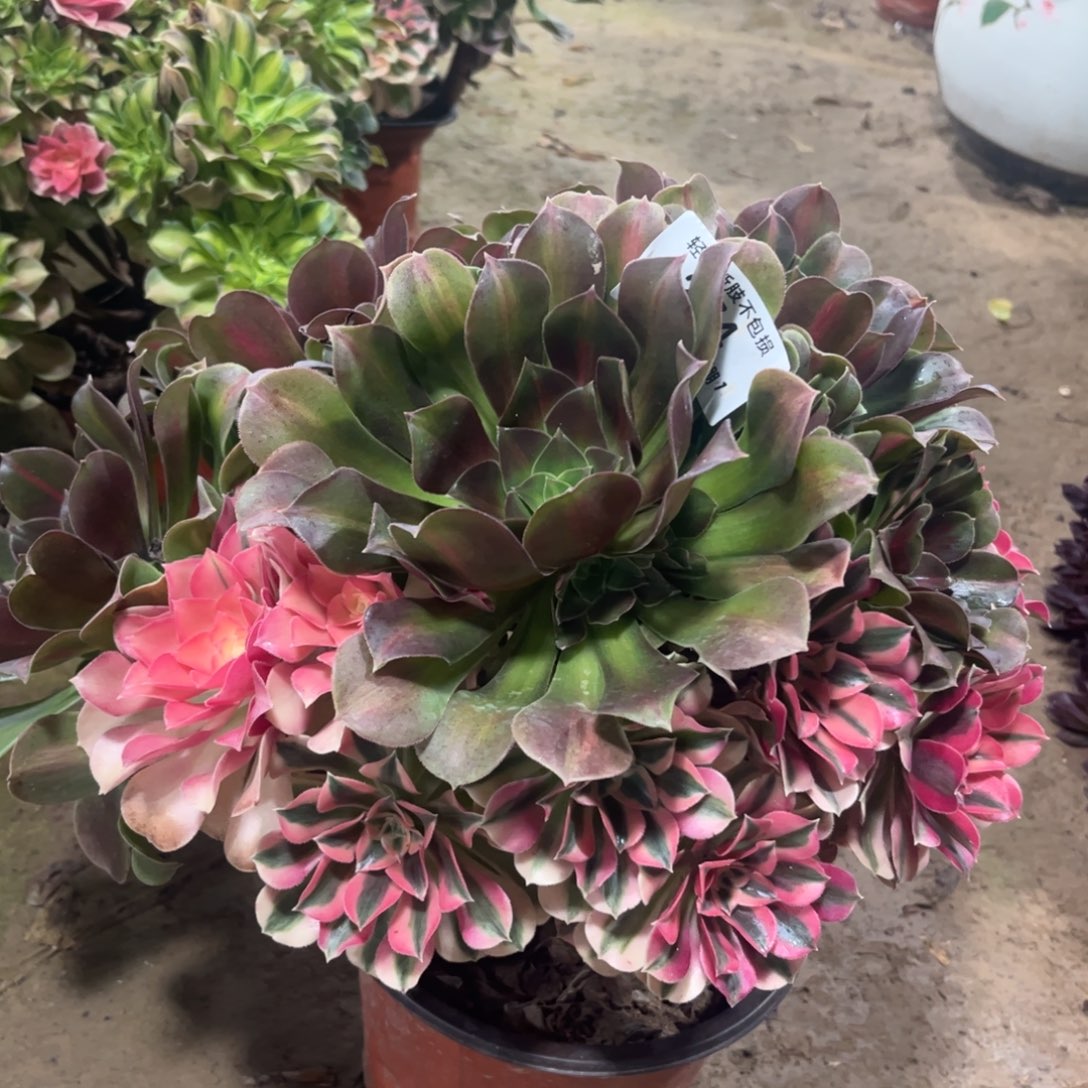 274粉女巫阴阳多肉植物法师