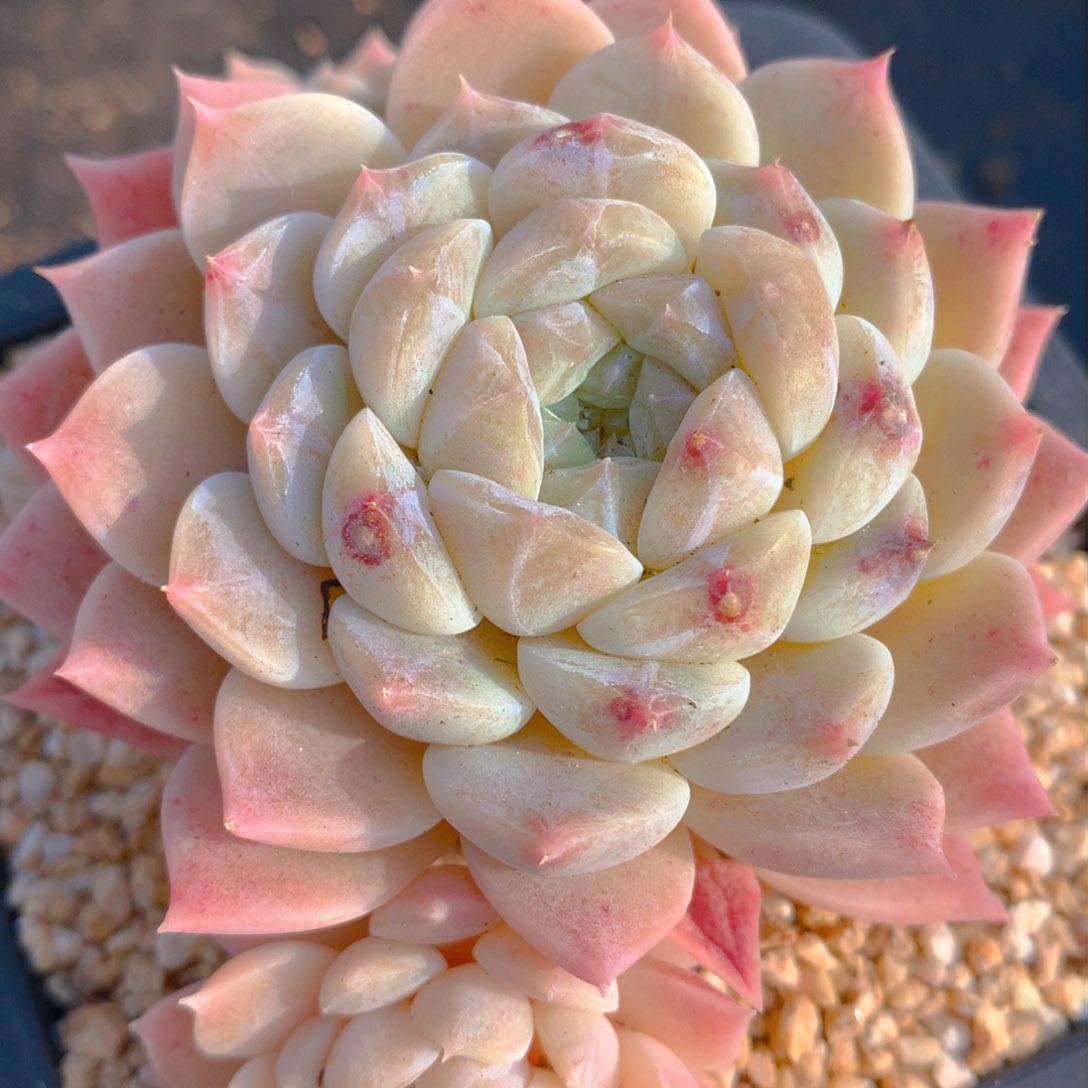 0311-17 冰魄自然群