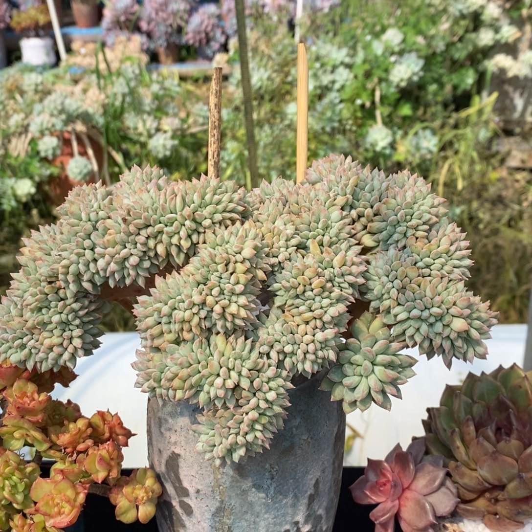 冰淇淋缀化多肉植物盆栽