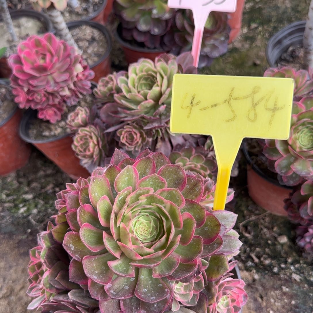 4-584--+多头多肉植物