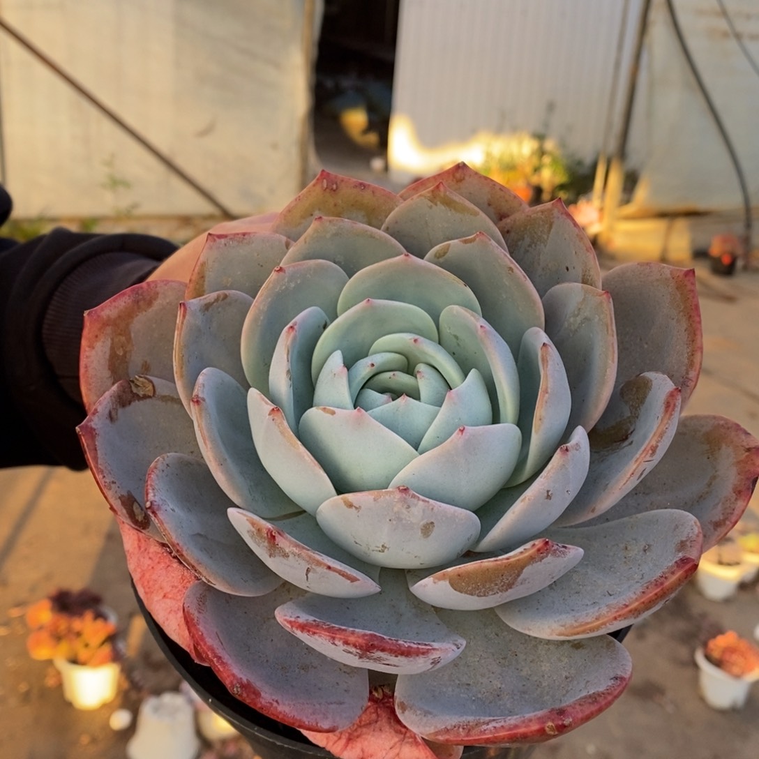 凤橙大单头老桩多肉