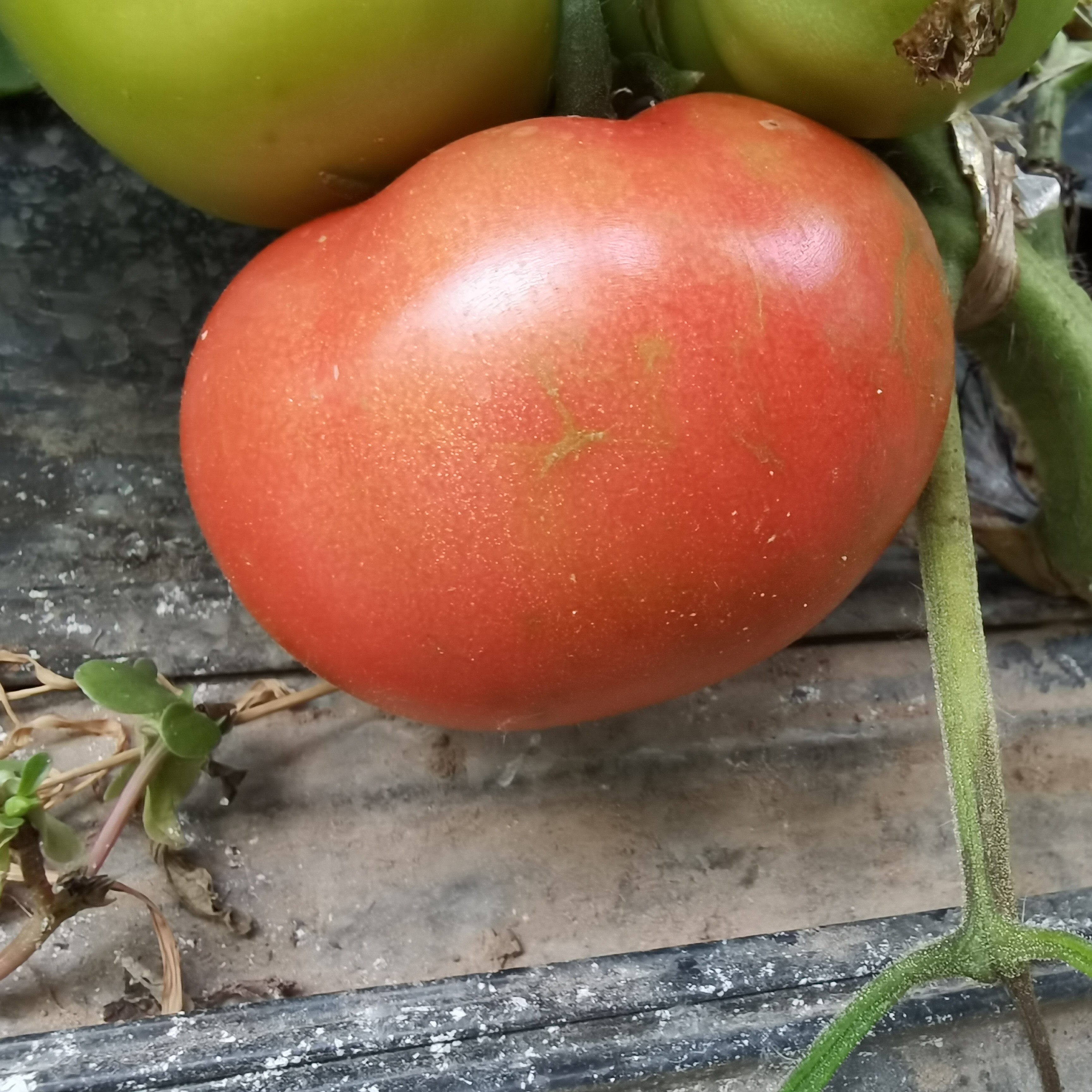 特价北务镇口感西红柿老味西红柿沙甜多汁儿时的味道四斤中大果混发北京市