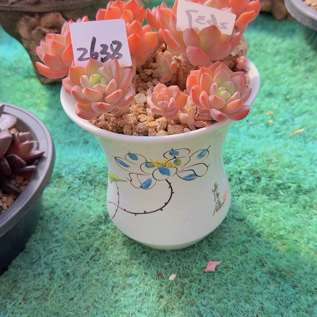 天****2638花盆的钱0000