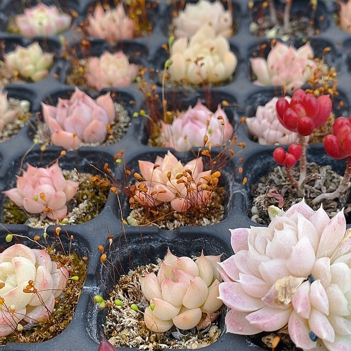 38 多肉植物盆栽花卉植物