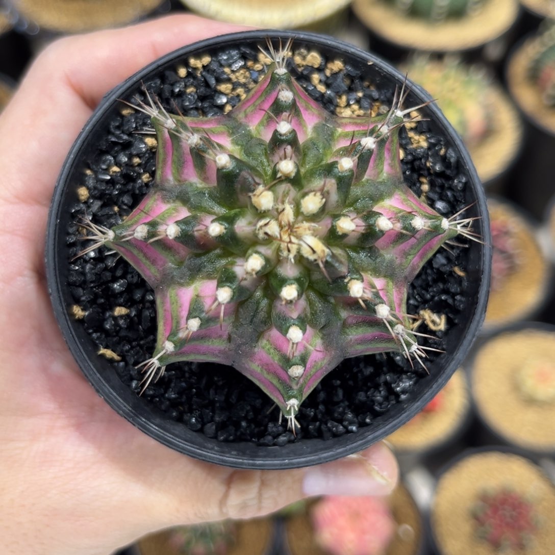 全腹棱海神———————